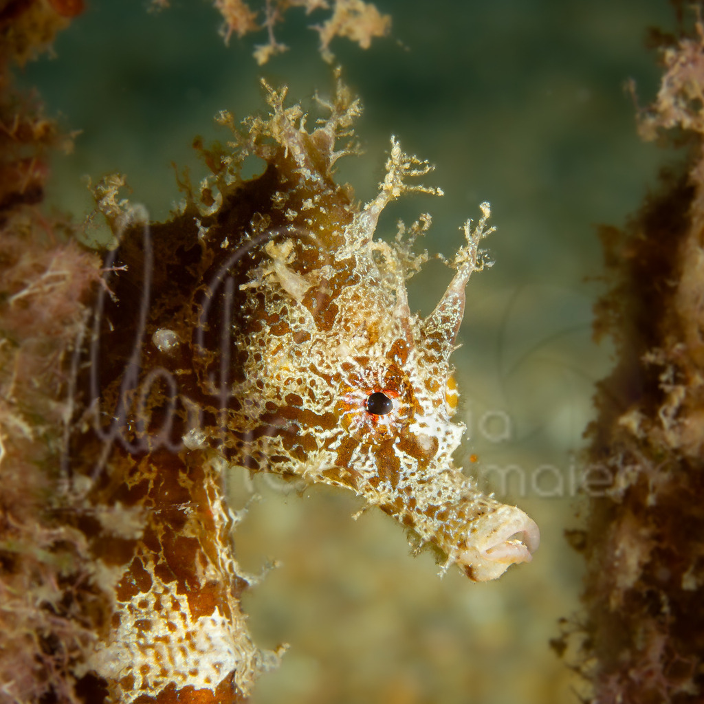 Hippocampus guttulatus | "Angel" Seepferdchen / Seahorse / Caballito de mar / Hippocampe - Realisiert mit Pictrs.com