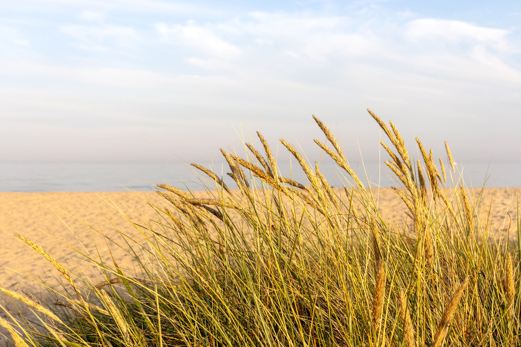 Wandbild: Standhafer im Spätsommer | Dieses Wandbild im Querformat zeigt Strandhafer im Spätsommer in der Abendsonne. Im Hintergrund kann man den schönen Sandstrand sehen. Am Abendhimmel sind schöne helle Wolken. - Realisiert mit Pictrs.com