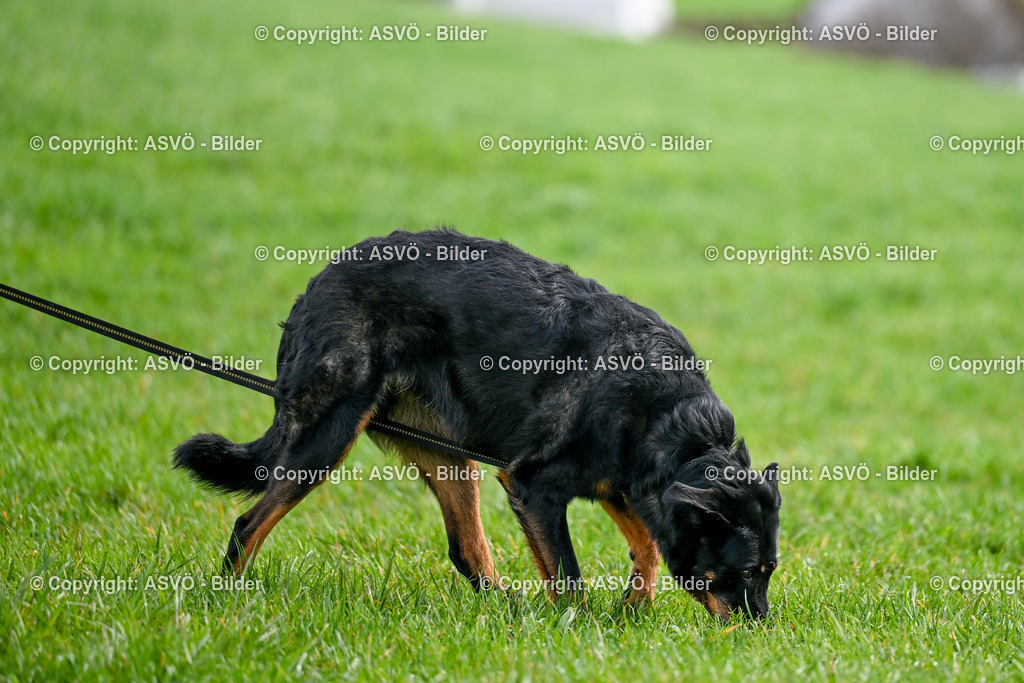 ASVÖ_ Tracking Dog World Championship 2025_ 31.03.2025-78 | 31.03.2025, AUT, ASVÖ, Tracking Dog World Championship // FCI IGP Fährtenhundeweltmeisterschaft 2025©fodo.media / Harald Dostal - Realisiert mit Pictrs.com