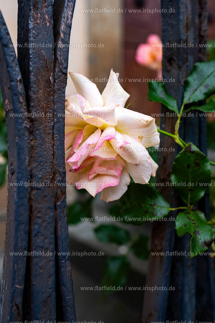 Rose an Eisengitter | Gesehen in Arnsberg / Ruhr