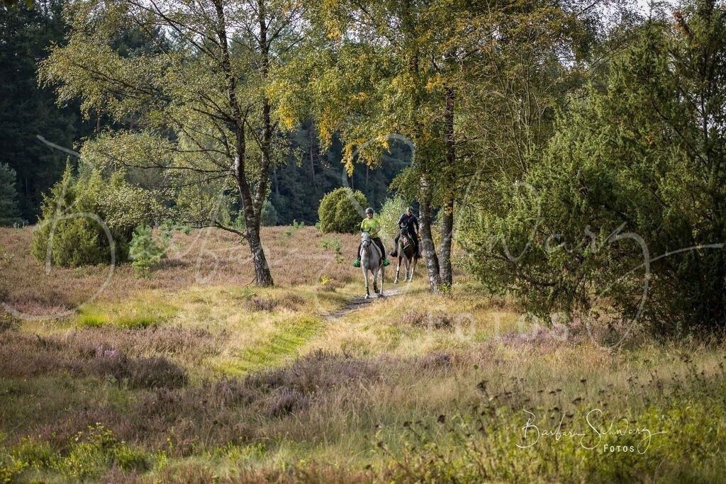 DdLH-WehlenerHeide_2025-09-20_03 | Fotografie, Veranstaltungs-Fotografie, Pferde-Fotografie, Landschafts-Fotografie, Reise-Fotografie - Realisiert mit Pictrs.com