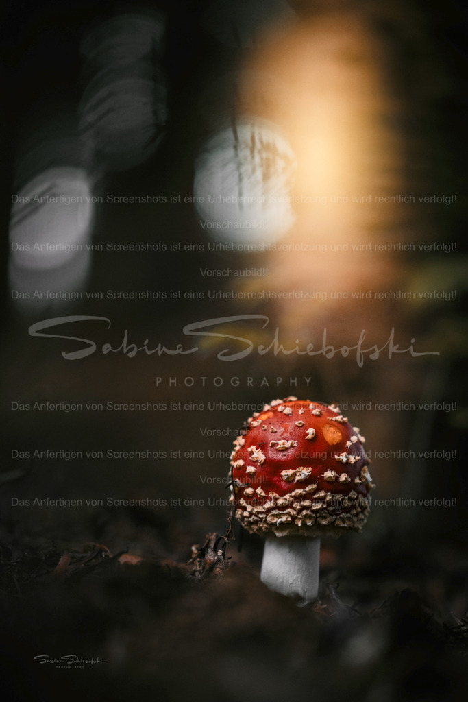 Fliegenpilz_06.10.2023_DSCF2743_2te-Variante | Exklusive Naturfotografie für stilvolle Wanddekoration ★ Premium Wandbilder Made in Germany ✔️ FineArt Drucke & Downloads ✔️ Brillante Farben, höchste Qualität & weltweiter Versand ✔️ - Realisiert mit Pictrs.com