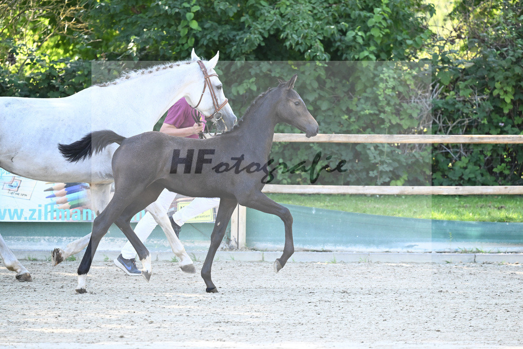 Praesentation Auktionsfohlen_36230095 | hf-fotografie - Realisiert mit Pictrs.com