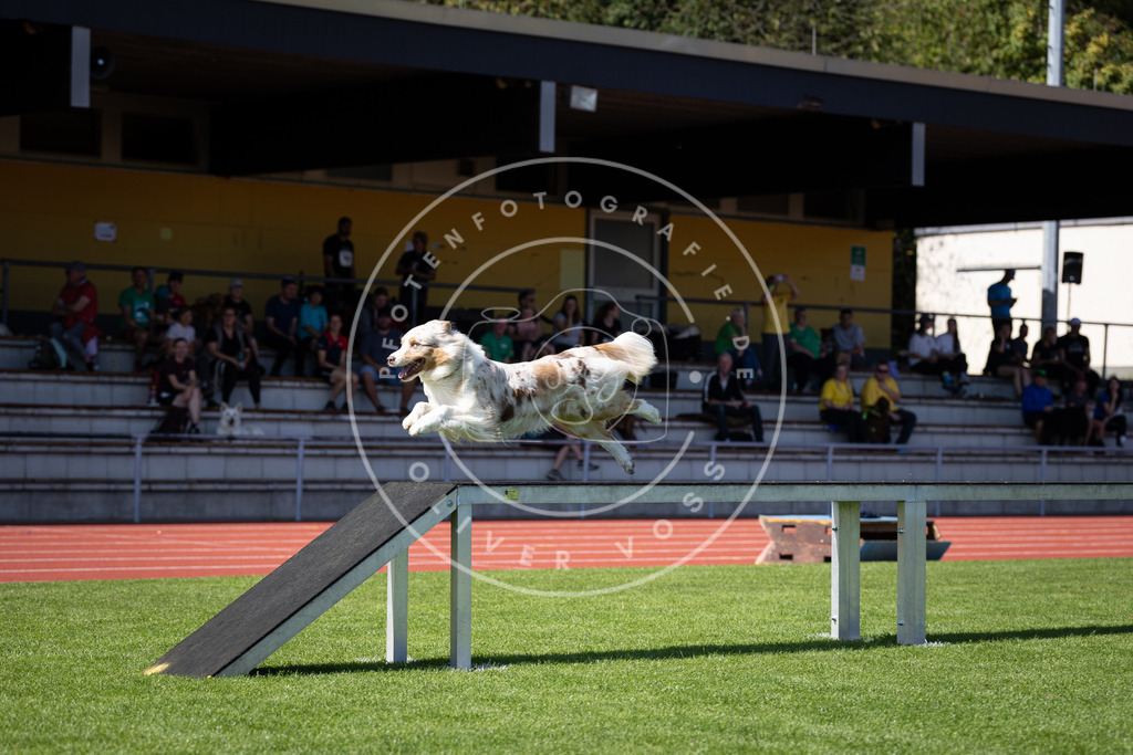 Pfotenfotografie_DV3A8269 | Hundefotografie, Tierfotograf, Pfotenfotografie, Fotoshooting Hund, Hunde Portrait, Hundesport, Hundeportraits, Heideshooting, Hunde, Sportfotograf, Hundefotograf, Turnierhundsport, THS,  - Realisiert mit Pictrs.com