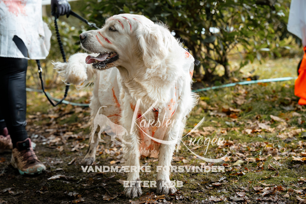 1429DZ6_2570Z6 | kk-dogfotos
