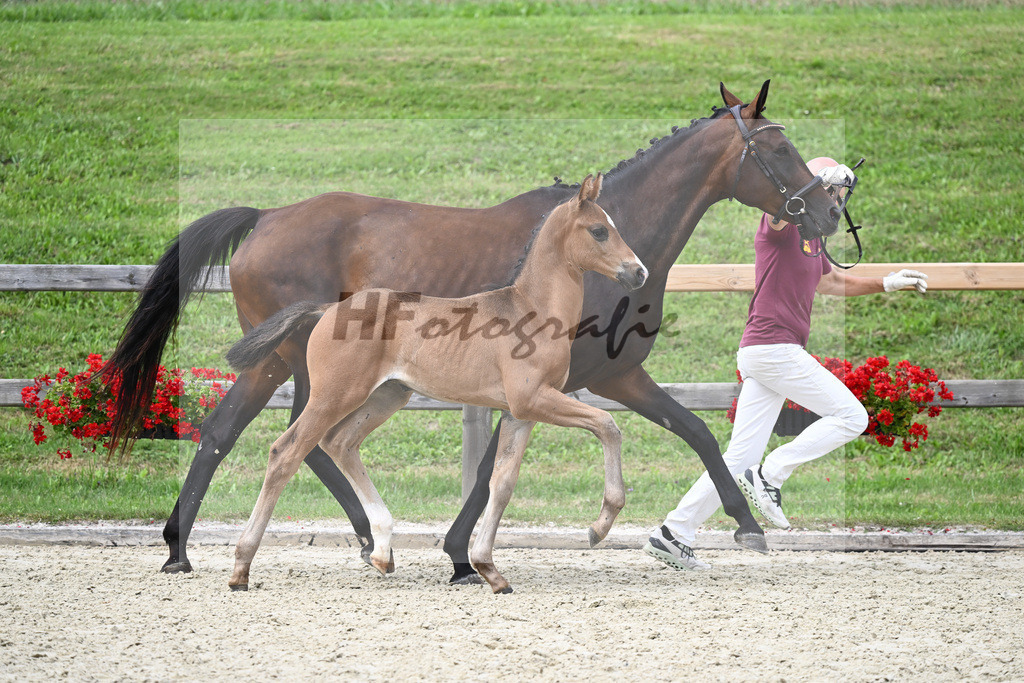 Kat-Nr. 36 HF Escolar x Ampere_Lechl_28230336 | hf-fotografie - Realizzato con Pictrs.com