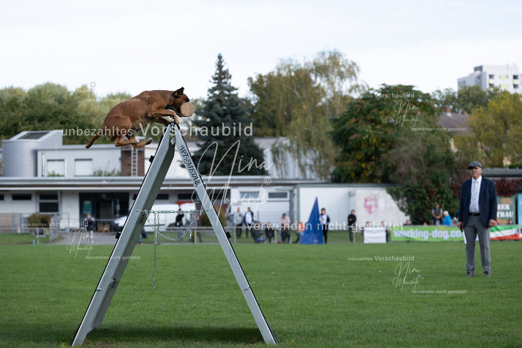 _16A5630 | Einzigartige Fotos von Hunden & Menschen –Actionfotos, Portraits, Vereinsaufnahmen & Paarshootings – authentisch, lebendig & mit Herz.