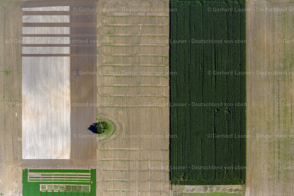 4062151 | INSEL POEL 08.09.2021 Senkrecht- Luftbild aus der Satelliten- Perspektive vom Baum- Insel auf einem bearbeiteten und umgepflügten Feld auf der Insel Poel im Bundesland Mecklenburg-Vorpommern, Deutschland. // Vertical aerial view from the satellite perspective of the island of trees in a worked and plowed up field in island Insel Poel in the state Mecklenburg - Western Pomerania, Germany. Foto: Gerhard Launer