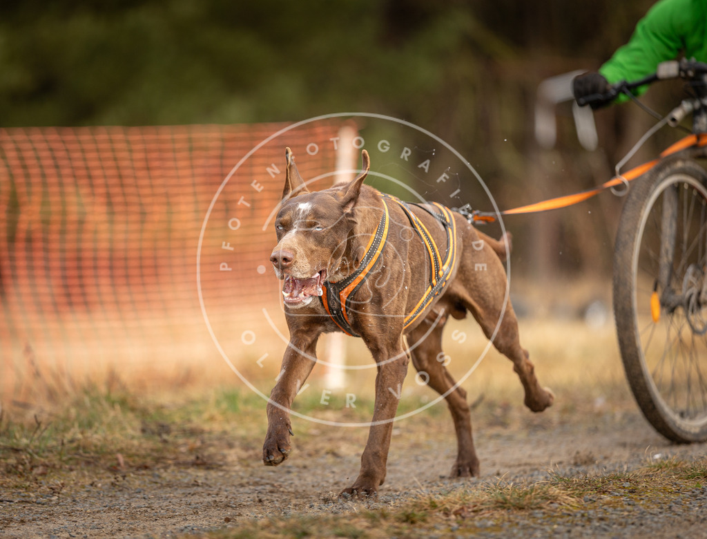 DV3A3480 | Hundefotografie, Tierfotograf, Pfotenfotografie, Fotoshooting Hund, Hunde Portrait, Hundesport, Hundeportraits, Heideshooting, Hunde, Sportfotograf, Hundefotograf, Turnierhundsport, THS,  - Realisiert mit Pictrs.com