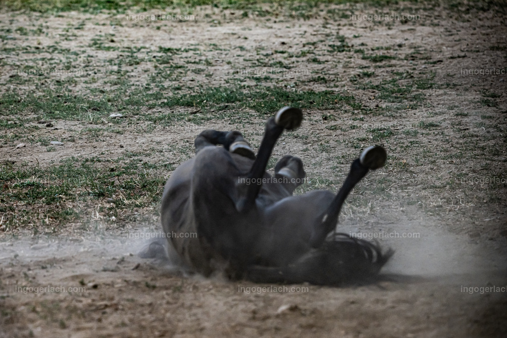 NZ9_9508 | Betzdorf(Deutschland Der deutsche Naturfotograf  Ingo Gerlach/69 aus Betzdorf in Deutschland war Anfang August 2022 auf dem Weg zu „seiner“ Herde mit Islandhengsten. Diese Herde mit rund 14 Hengsten fotografiert Gerlach bereits seit mehreren Jahren. Diesmal wollte der Naturfotograf schauen wie es den Hengsten geht. Es war der heißeste August seit Beginn der Wetteraufzeichnung. Das Thermometer zeigte an diesem Vormittag bereits 38 Grad an. Die Hitze würde sicherlich auch den Tieren zu schaffen machen. Als Gerlach an der sehr weiträumigen Weide ankam sah er schon die Staubwolken. Schnell positionierte er die Nikon Z9 mit dem Superzoom 180 bis 400mm und einschwenkbarem Konverter auf seinem Stativ. Schnell hatte er die ersten Bilder auf der Speicherkarte. Das Verhalten der Hengste war typisch für die Isländer. Sie wälzten sich im Staub um lästiges Ungeziefer los zu werden. Zudem kühlte die Staubschicht auf der Haut auch ein wenig. Obwohl reichlich Staub vorhanden war, kämpften die Hengste immer wieder um den besten und staubigsten Platz.  Dadurch das der Staub in die Höhe ging ergaben sich „herrliche Fotos. Als der Fotograf seine Bilder im Kasten hatte checkte er noch ob die Hengste auch genügend Wasser zur Verfügung hatten, Hatten sie. Ein Brunnen lieferte das lebensnotwendige Nass. 