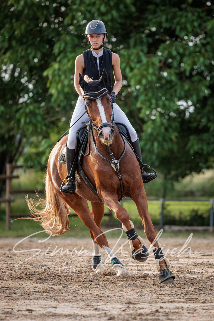 20260529-_3LI1726 | Tierfotografie Pferde, Hunde, Katzen, Haustiere.
Turnierfotografie Reitturniere, Reiten, Springreiten, Dressur in Hanau, dem Main-Kinzig-Kreis und dem Rhein-Main- Gebiet um Frankfurt
