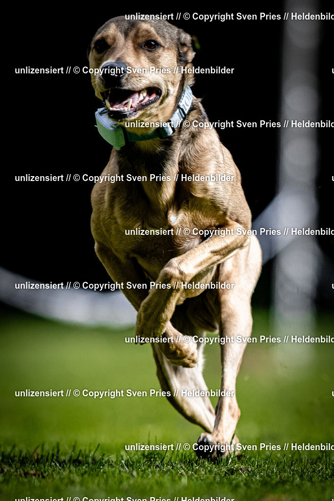Sven Pries | 2025-10-03 - Hunderennen Obergrombach - Realisiert mit Pictrs.com