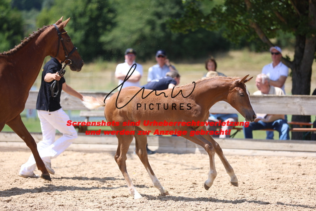 Fohlenschau_Schwäbisch_Hall_springbetonte_Fohlen_KN 54_2 | lmwpictures - Realisiert mit Pictrs.com