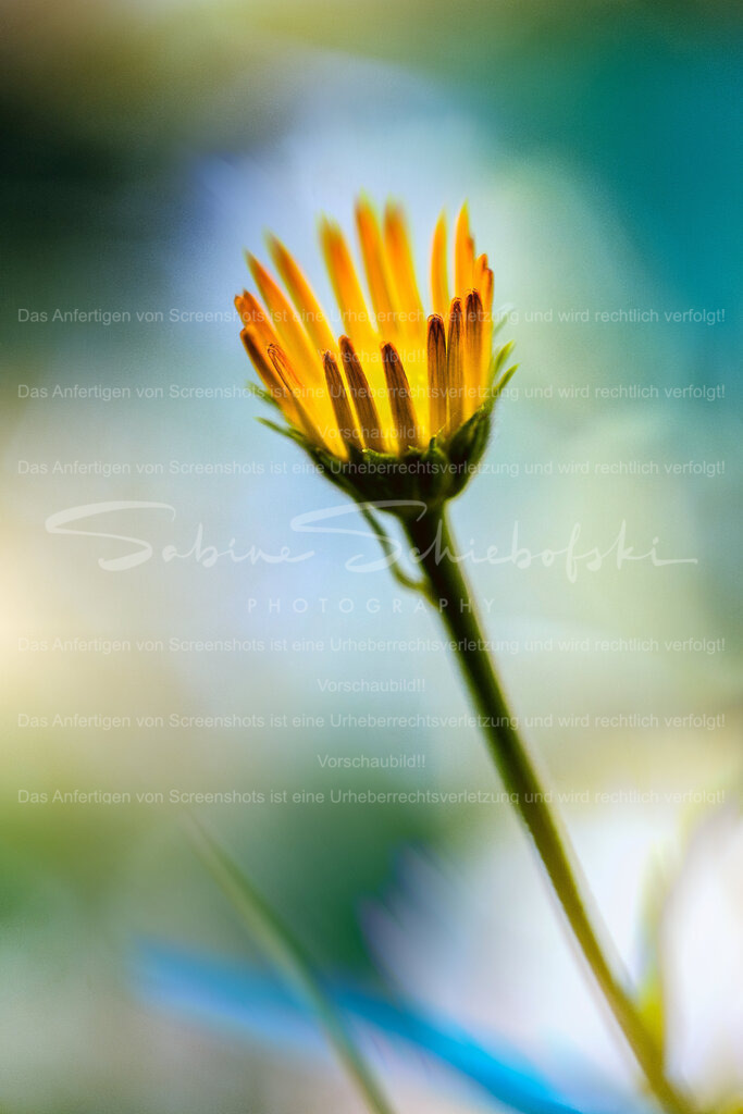 Bunter Bocksbart | Schön wie ein Aquarell ist dieses Bild vom Wiesenbocksbart - Realisiert mit Pictrs.com