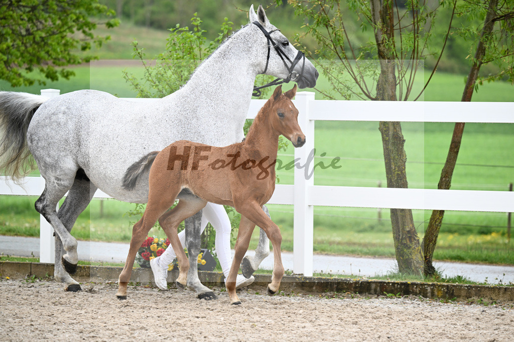Kat-Nr. 23 HF Chaccos Son x Stolzenberg_Strohmeier_23261492 | hf-fotografie - Realisiert mit Pictrs.com