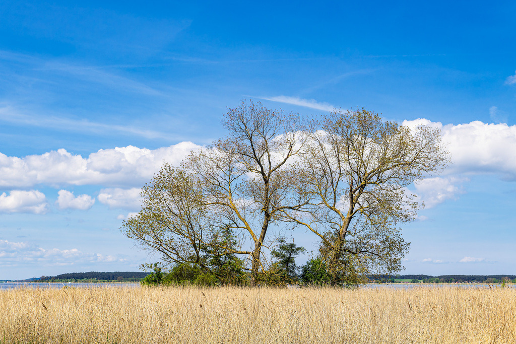 Landschaft am Achterwasser bei Warthe auf der Insel Usedom | Landschaft am Achterwasser bei Warthe auf der Insel Usedom.
