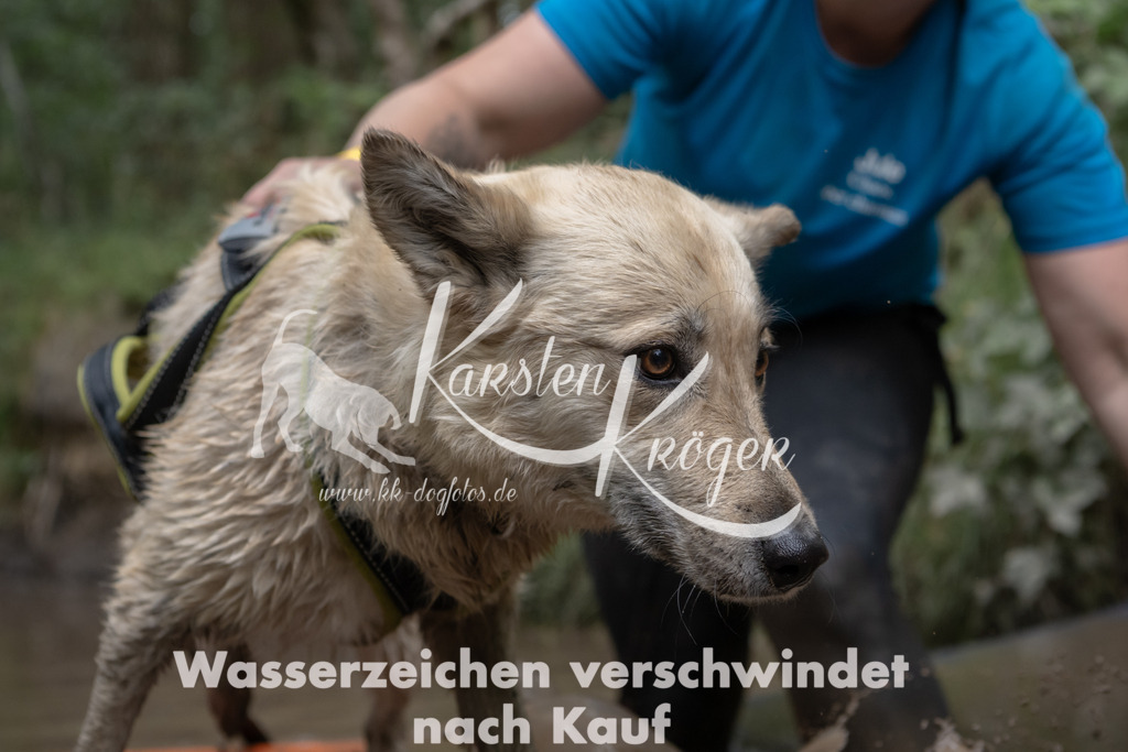 1359_ZZ96623 | kk-dogfotos