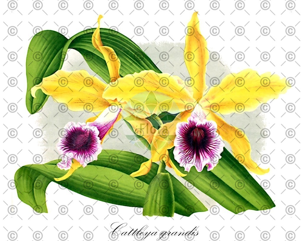 HistAbb_wfo-0000824505_1_ENZY_Simple | Historische Abbildung von Cattleya grandis - Orchidaceae | Historical Illustration of Cattleya grandis - Orchidaceae