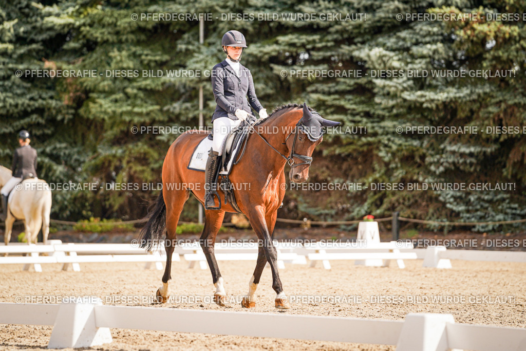 DSC01153 | Pferdegrafie