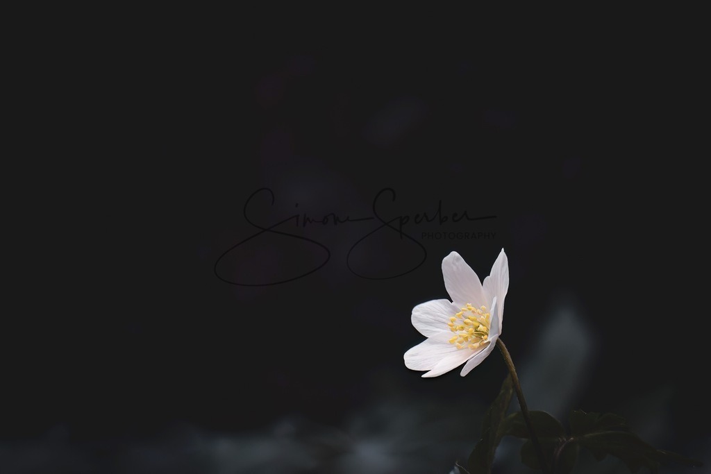 Buschwindröschen | Simone Sperber, svb-photography,Fotografin,Bilddesignerin,Naturfotografie,Macrofotografie,Tierfotografie,Wildtierfotografie,Ausstellungen,Auftragsfotografie,Kunst,Art,Photographer,Shootings,Bildberatbeitung,Galerie,Shop