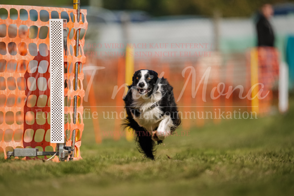 20250928_Hunderennen-500 | MuT (Mensch und Tier) mit Mona - Fotografie und Tierkommunikation - Realisiert mit Pictrs.com