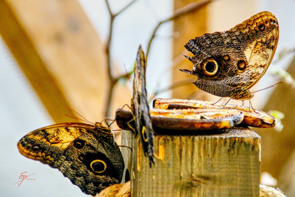 Schmetterlinge | www-pimpup-me - Realisiert mit Pictrs.com