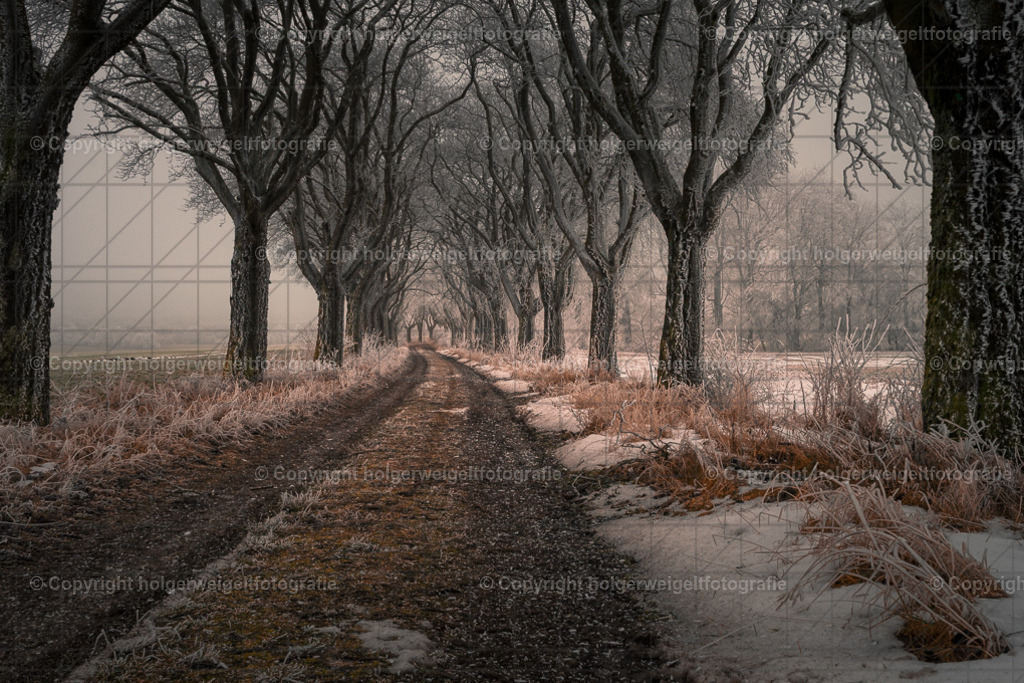 Meelbeerbaumallee im Winter | Kaufen sie online außergewöhnliche Fotografien auf Leinwand Acrylglas Fotoprint Aludibond von holgerweigeltfotografie - Realisiert mit Pictrs.com