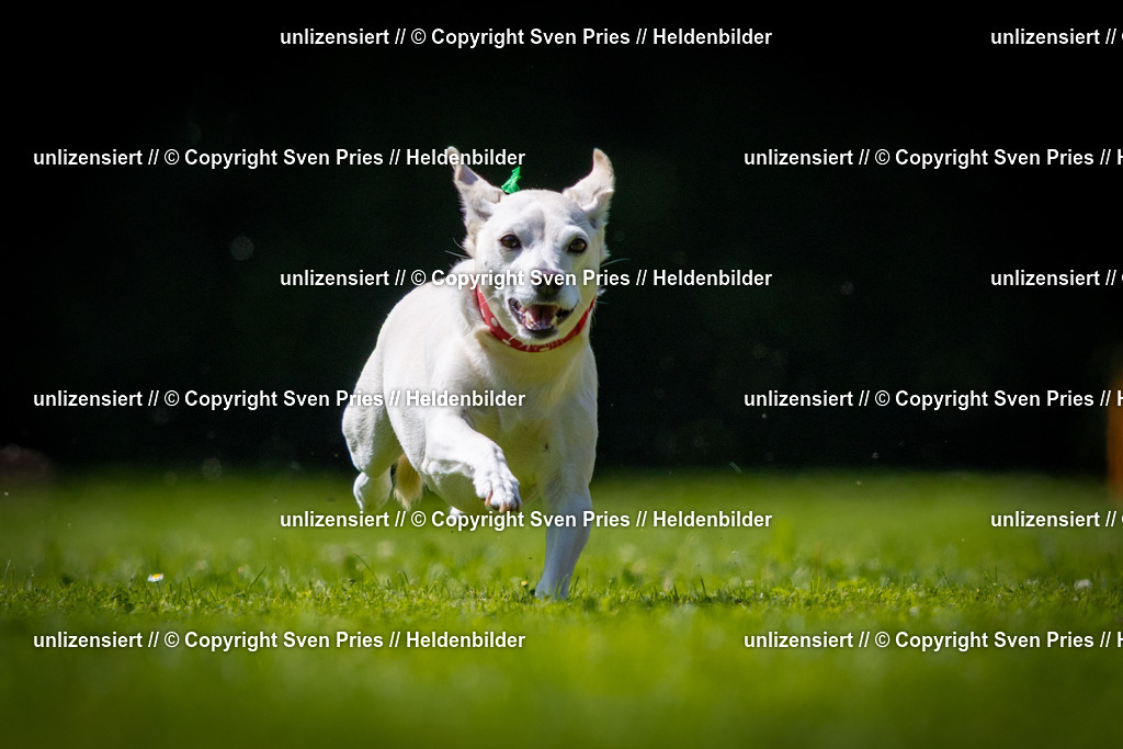 Sven Pries | 2025-08-10 - Hunderennen Durlach - Realisiert mit Pictrs.com