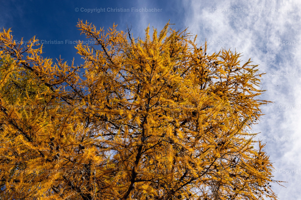 Fotos_Copyright_Chri_Fischbacher_Druck-510 | Bildershop Chri Fischbacher - Realisiert mit Pictrs.com