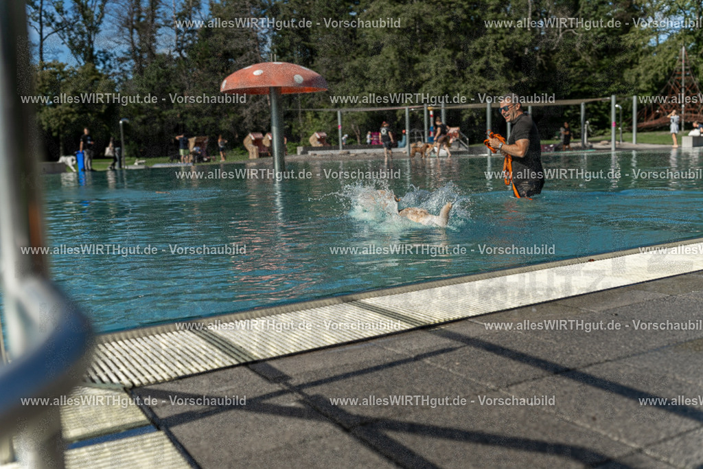 Hundeschwimmen_Volksbad_2026-allesWIRTHgut_Tierfotografie-2609061546-7R501861 | Professionelle Tierfotografie in Mönchengladbach von Daniel Wirth (allesWIRTHgut). Liebevolle & natürliche Bilder von Hunden & Katzen für unvergessliche Erinnerungen.