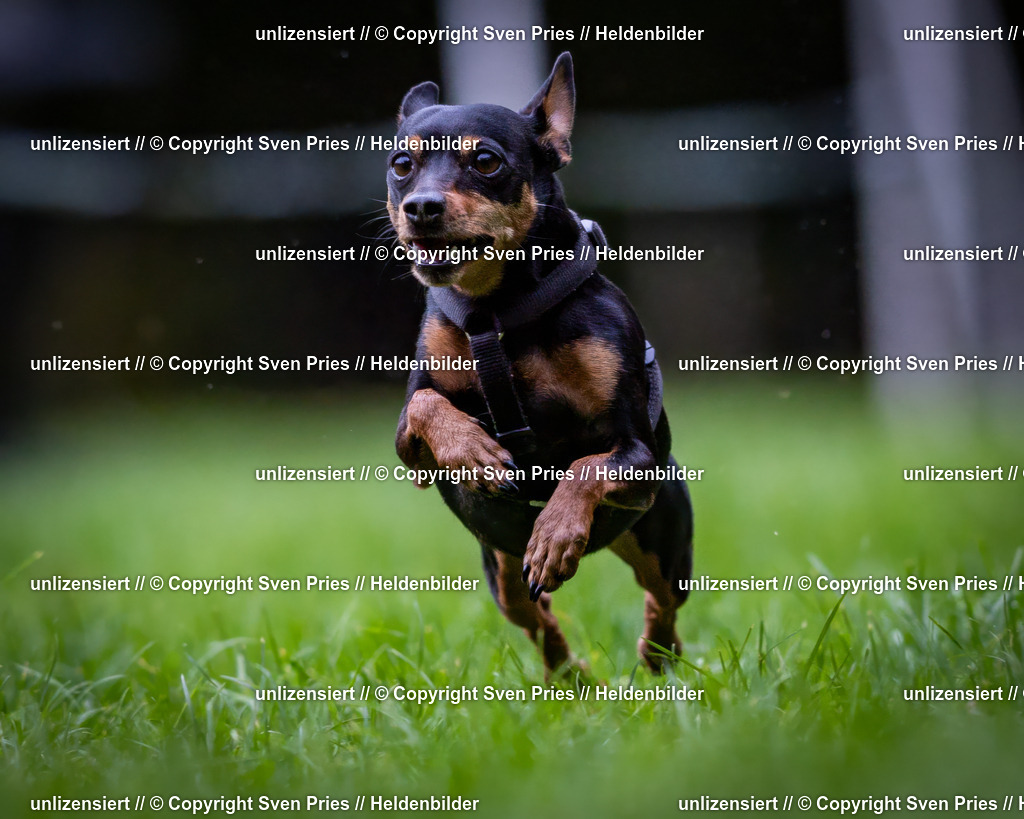 Sven Pries | 2024-10-19 - Hunderennen Ober-Grombach - Realisiert mit Pictrs.com