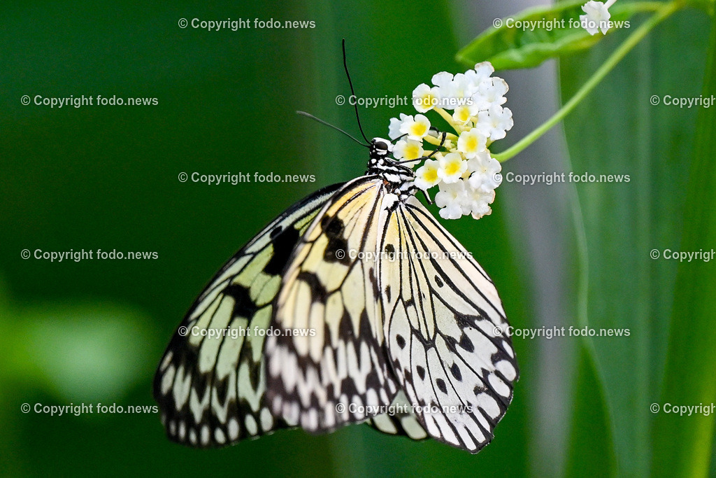 Botanischer Garten Linz_ Schmetterlinge_ Orchideen_ 21.01.2024-40 | 21.01.2024, Botanischer Garten Linz, AUT, Schmetterlinge, im Bild tropische Schmetterlinge, Schmetterling, Falter, Natur, Tiere, Blumen, Pflanzen, Insekten, Butterfly, Tropenhaus