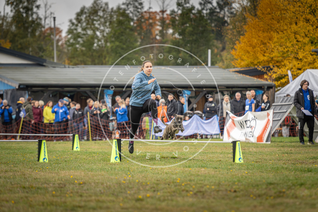 Pfotenfotografie_DV3A2914 | Hundefotografie, Tierfotograf, Pfotenfotografie, Fotoshooting Hund, Hunde Portrait, Hundesport, Hundeportraits, Heideshooting, Hunde, Sportfotograf, Hundefotograf, Turnierhundsport, THS,  - Realisiert mit Pictrs.com