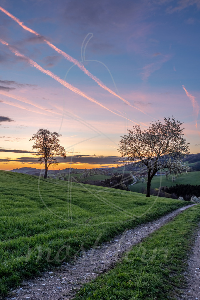 Birnbaumbluete_Mostviertel_2024_Mostdirn_Irmgard_Wieser--2 | Ihre Fotografin im Lungau, ihre Fotografin im Mostviertel, Wandbilder Onlineshop, Imagefotos für Ihr Unternehmen,  - Realisiert mit Pictrs.com