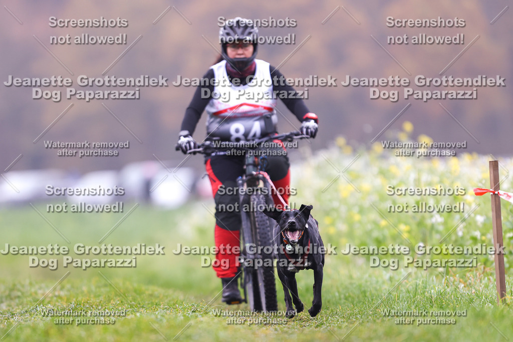 Dog Paparazzi - Visbeck 25 -227 | Dog Paparazzi Jeanette Grottendiek Fotografie & Videografie - Realisiert mit Pictrs.com