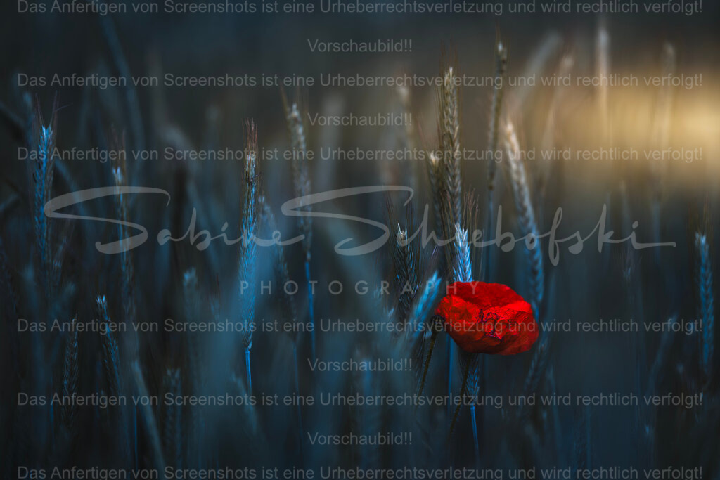 Macic Poppy | Exklusive Naturfotografie für stilvolle Wanddekoration ★ Premium Wandbilder Made in Germany ✔️ FineArt Drucke & Downloads ✔️ Brillante Farben, höchste Qualität & weltweiter Versand ✔️ - Realisiert mit Pictrs.com
