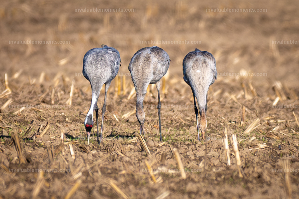 Rügen-1 | invaluablemoments.com - Realisiert mit Pictrs.com