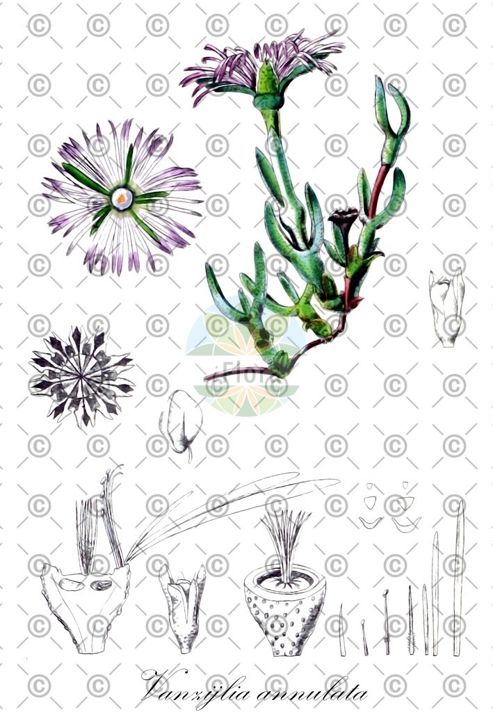 HistAbb_wfo-0000178770_1_ENZY_Simple | Historische Abbildung von Vanzijlia annulata - Aizoaceae | Historical Illustration of Vanzijlia annulata - Aizoaceae