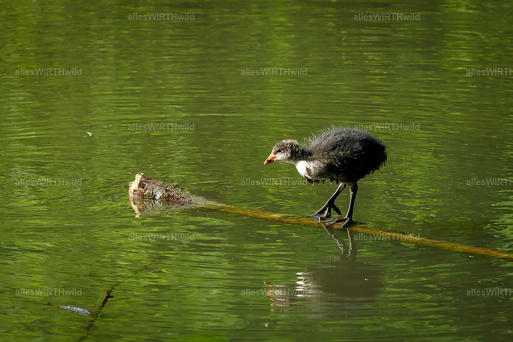 Daniel Wirth - www.allesWIRTHwild.de -DSC05969-DNG_DxO | Entdecke die faszinierende Welt der Natur- und Wildlife-Fotografie von Daniel und Bärbel. Inspirierende Bilder von wilden Tieren und kleinen Naturwundern.