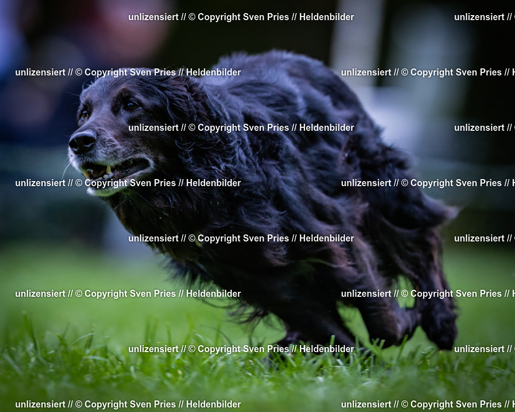 Sven Pries | 2024-10-19 - Hunderennen Ober-Grombach - Realisiert mit Pictrs.com