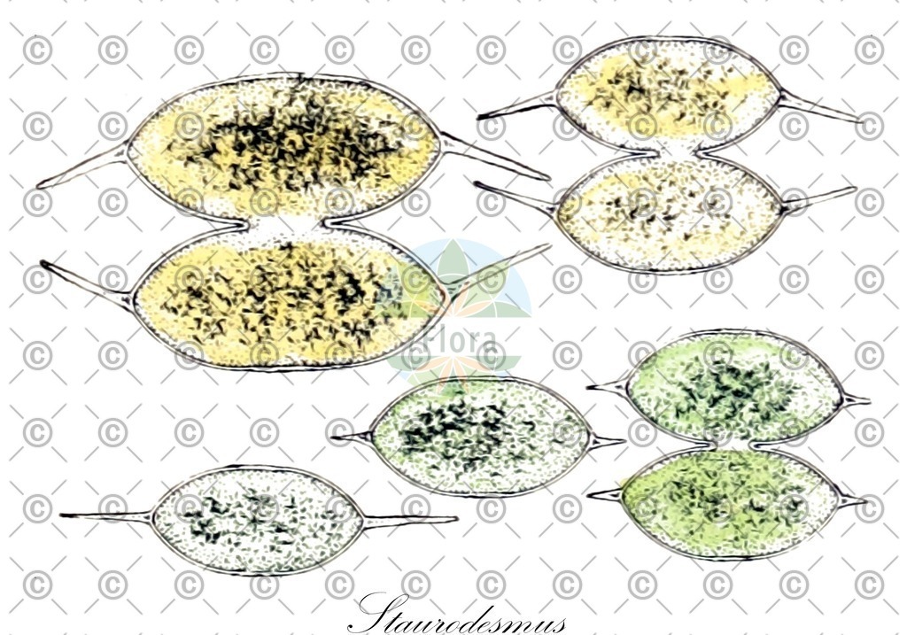 HistAbb_7M2K_3_ENZY_Simple | Historische Abbildung von Staurodesmus - Desmidiaceae (0) | Historical Illustration of Staurodesmus - Desmidiaceae (0)