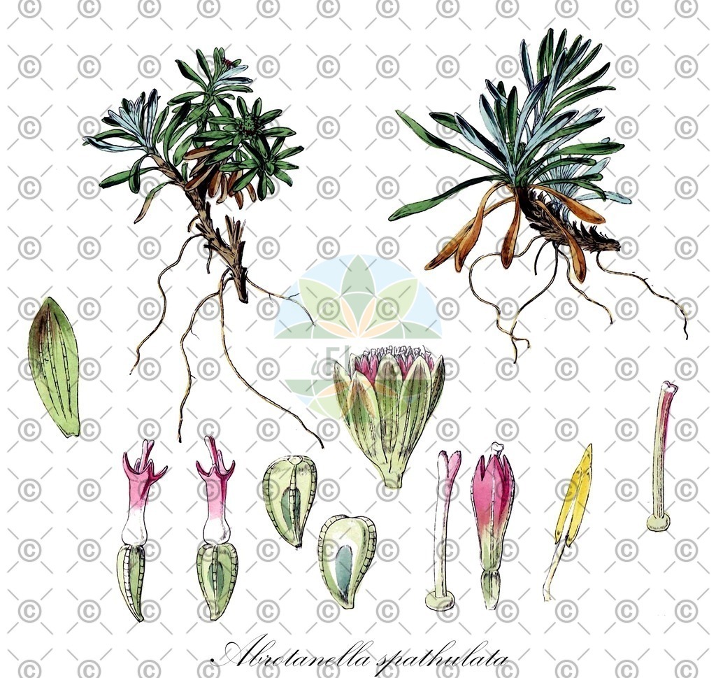 HistAbb_wfo-0000120656_1_ENZY_Simple | Historische Abbildung von Abrotanella spathulata - Asteraceae | Historical Illustration of Abrotanella spathulata - Asteraceae