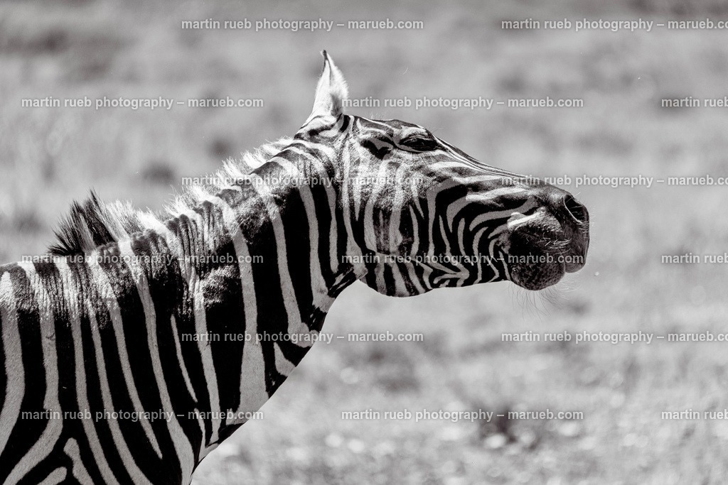 Stripes and more in gray | A zebra shakes off - Realisiert mit Pictrs.com