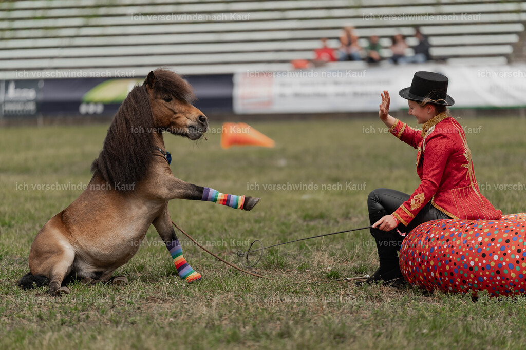 Showprogramm-232 | working equitationturnier fotograf videograf stoibphotography marixx film working equitation deutschland reitsport turnierfotografie eventfotografie equestrian events