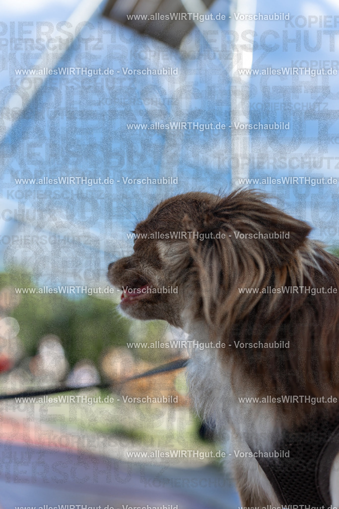 Hundeschwimmen_Volksbad_2026-allesWIRTHgut_Tierfotografie-2609061205-111520-7R500151 | Professionelle Tierfotografie in Mönchengladbach von Daniel Wirth (allesWIRTHgut). Liebevolle & natürliche Bilder von Hunden & Katzen für unvergessliche Erinnerungen.