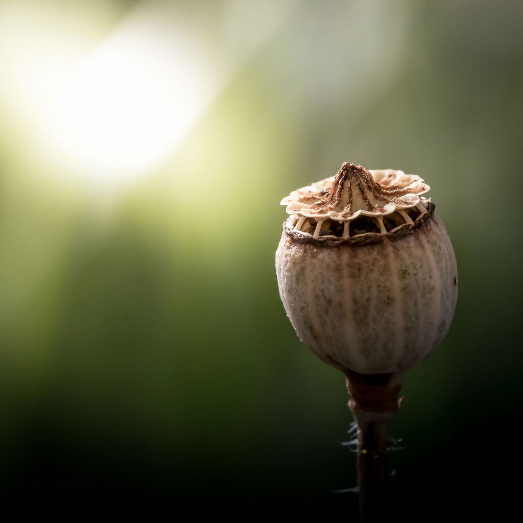 mohn-mohnkapsel-dekoration-natur-stillleben | Bequem Fotokunst für die Wand und Accessoires aussuchen und bequem online bestellen. Grosse Auswahl an Fotomotiven - Realisiert mit Pictrs.com