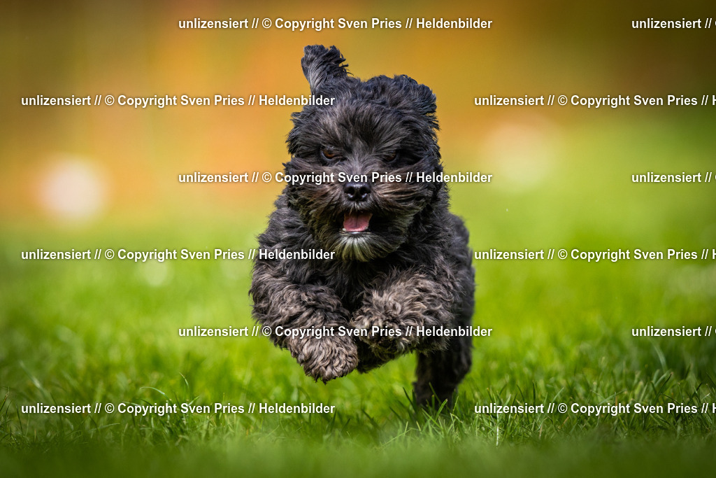 Sven Pries | 2025-04-13 - Hunderennen Baden-Baden - Realisiert mit Pictrs.com