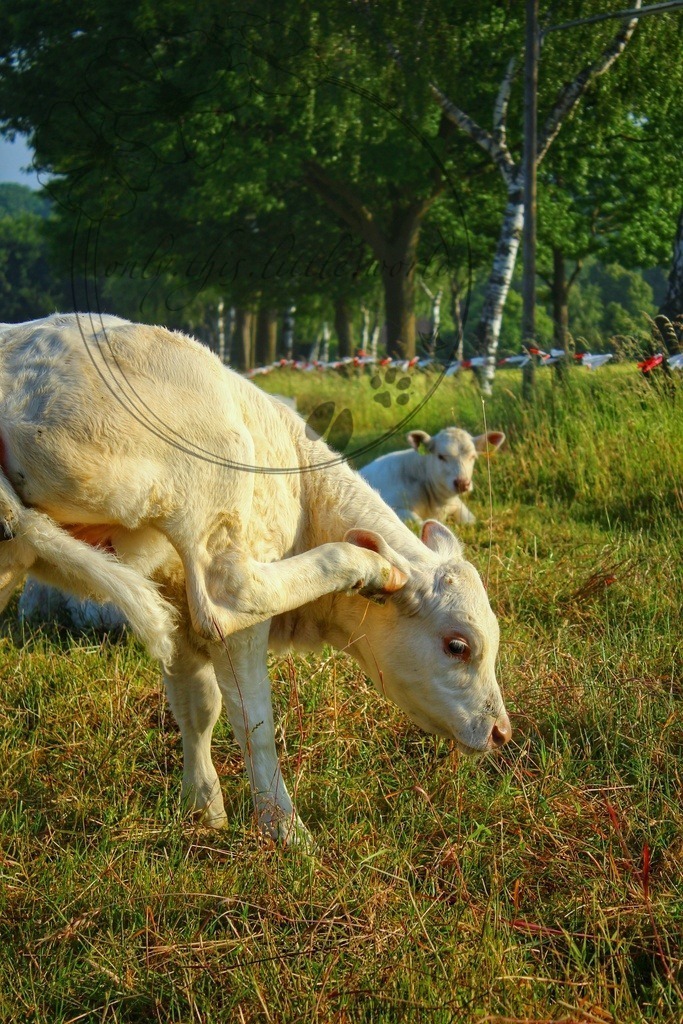 Charolais Kälbchen 005 | only.this.little.world - Realisiert mit Pictrs.com