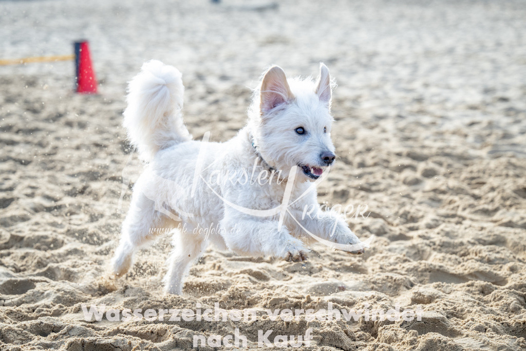 0955_ZZ93074 | kk-dogfotos