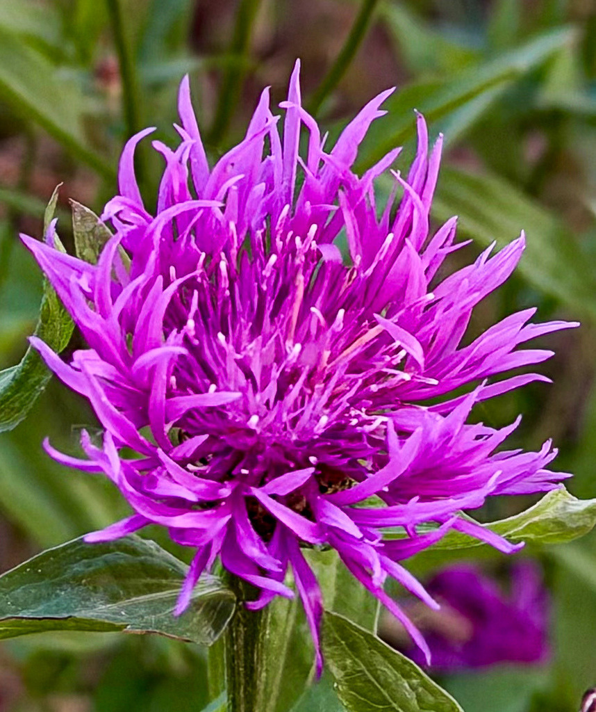 Purple Knapweed Blossom | Detailed close-up of a vibrant purple knapweed flower with wild textures and rich botanical structure. - Realisiert mit Pictrs.com